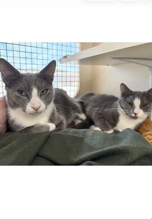 DIGGY (AND SASHA) - COURTESY POST - Domestic Short Hair available for adoption