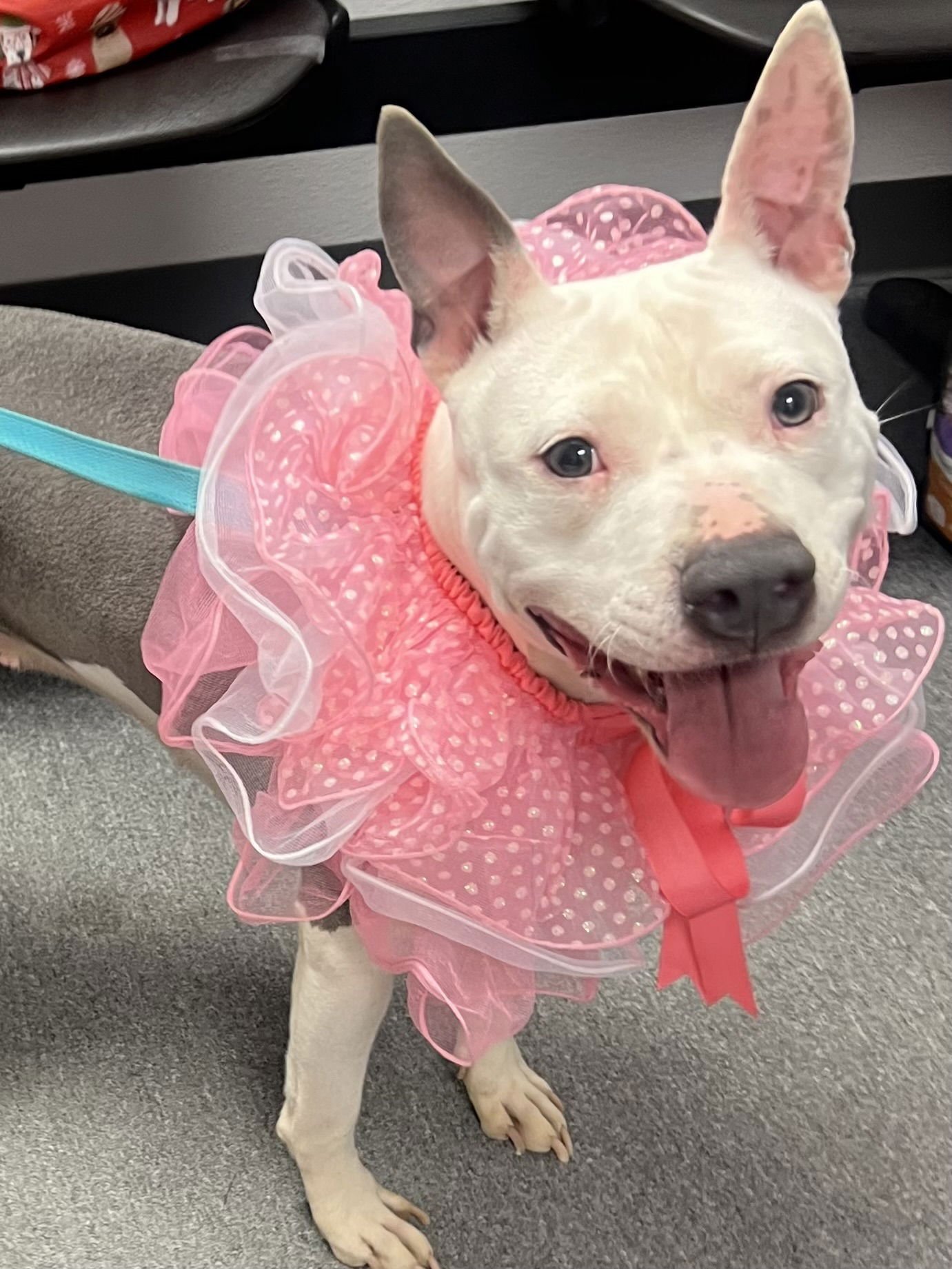 ATHENA - Pit Bull Terrier available for adoption