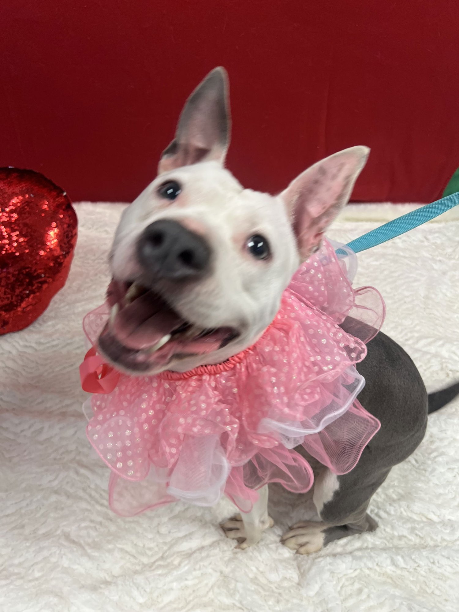 ATHENA - Pit Bull Terrier available for adoption