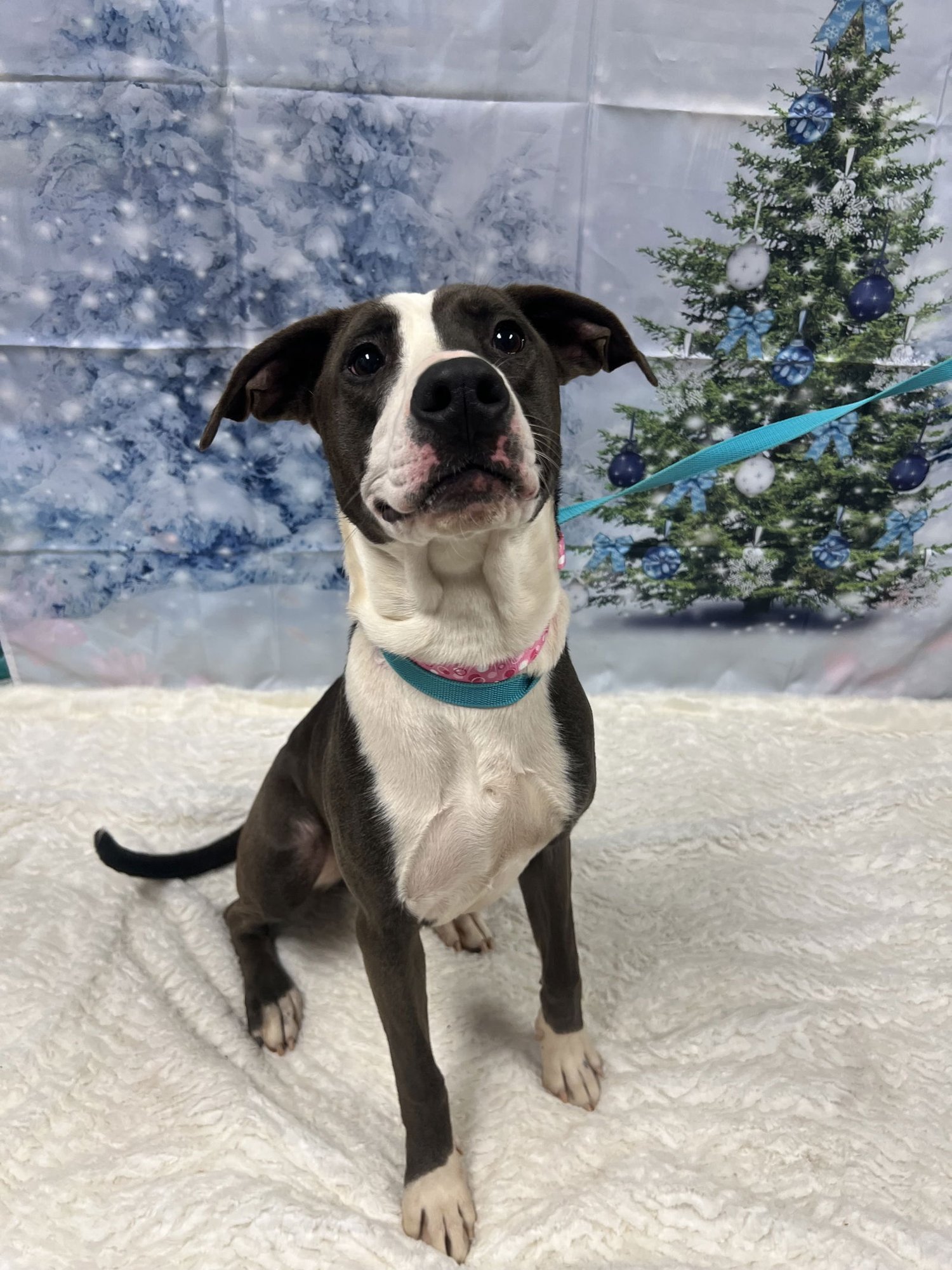 PEPPERMINT - Terrier / Terrier available for adoption