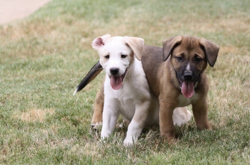 CAPPUCCINO - Shepherd / Cattle Dog available for adoption
