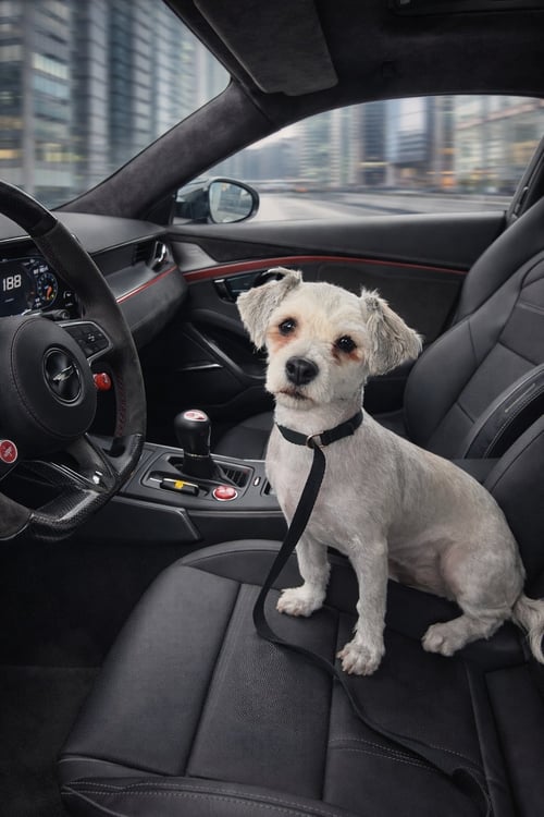 HALLE - Shih Tzu available for adoption