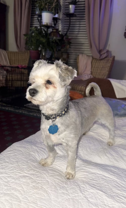 HALLE - Shih Tzu available for adoption