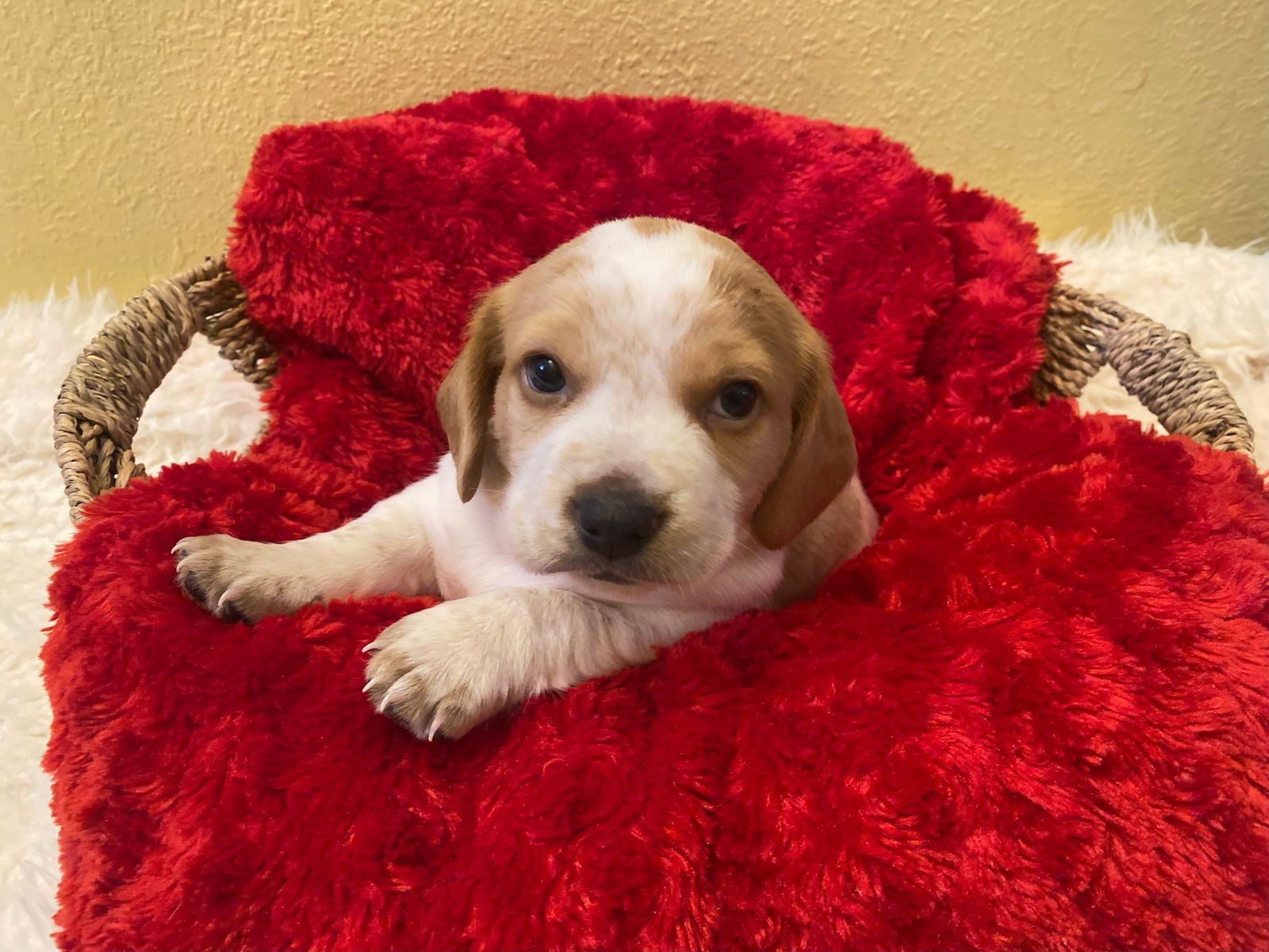 TUESDAY ( BOY ) - Beagle available for adoption