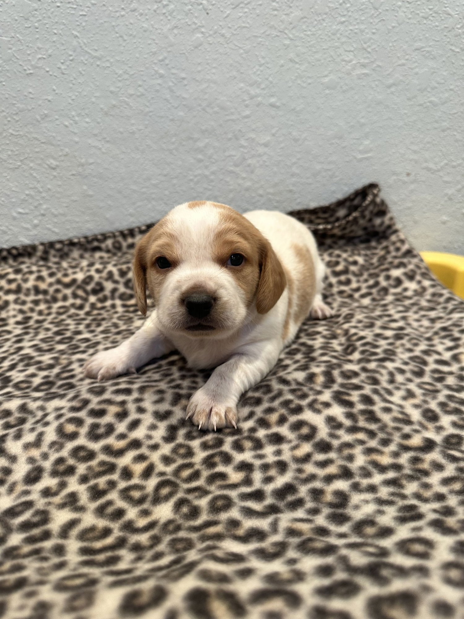 TUESDAY ( BOY ) - Beagle available for adoption