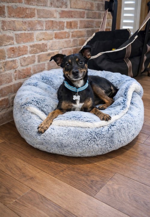 LAYLA - Rat Terrier available for adoption