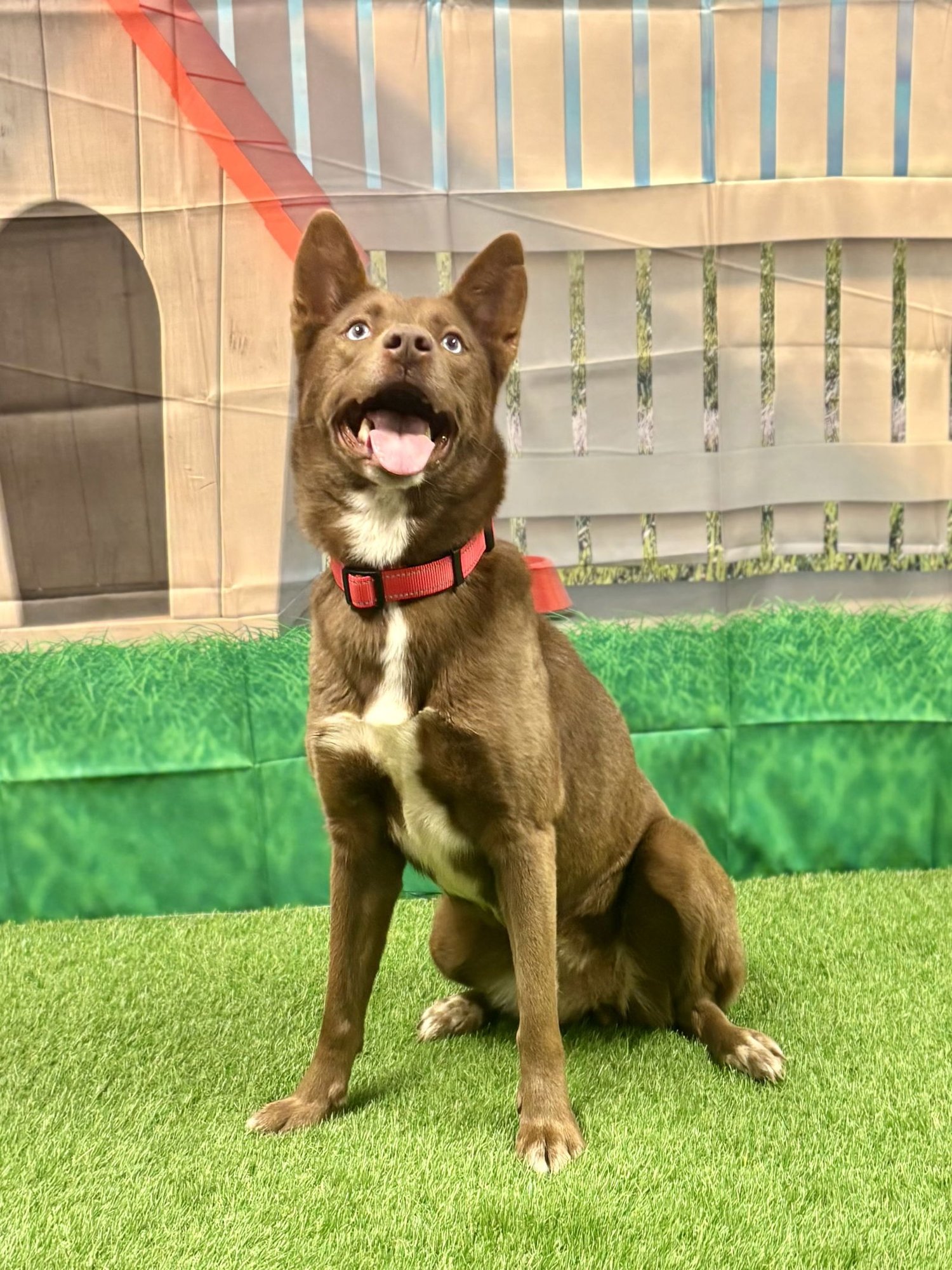 DARCEY - Australian Kelpie / Husky available for adoption