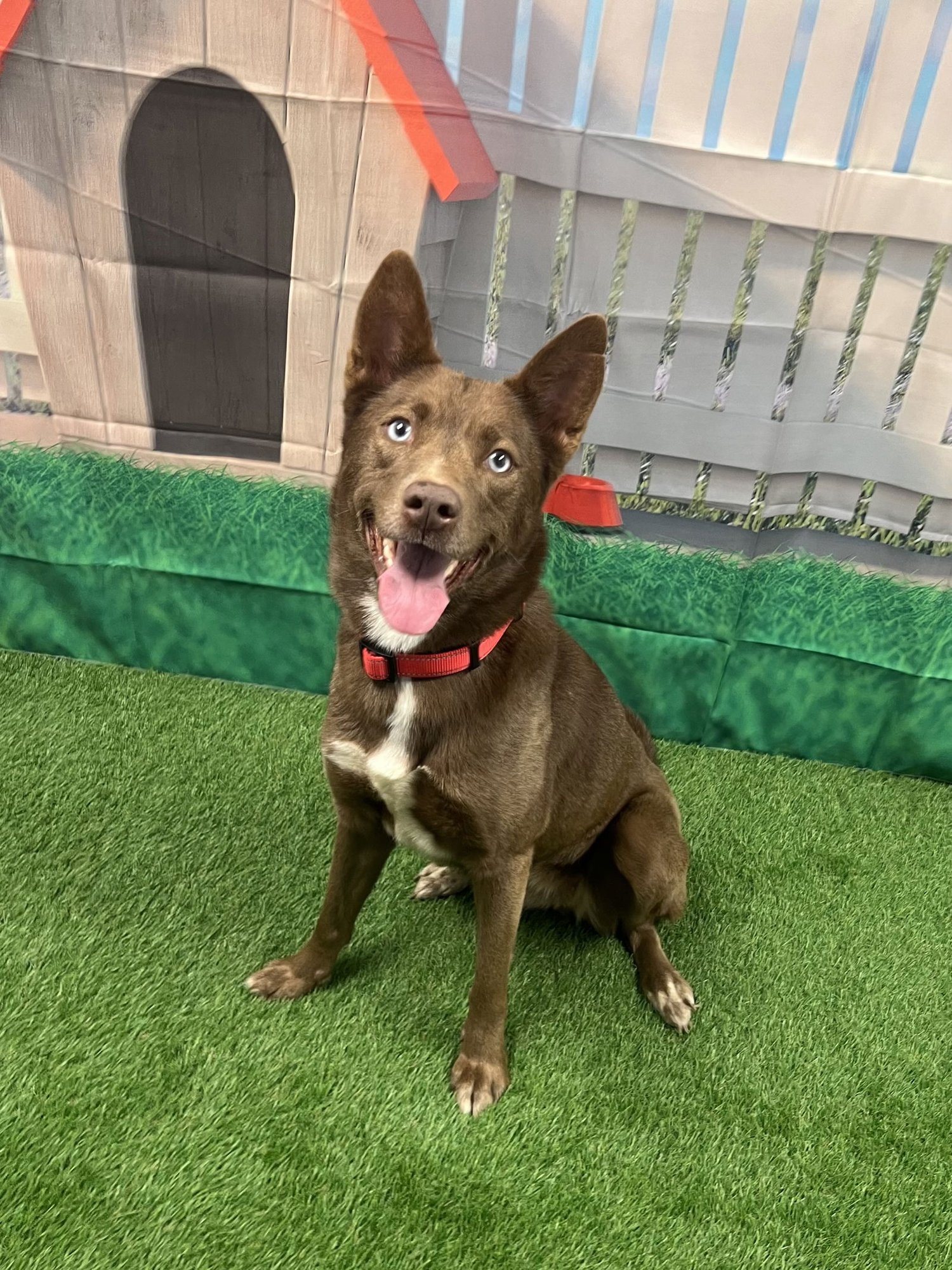 DARCEY - Australian Kelpie / Husky available for adoption