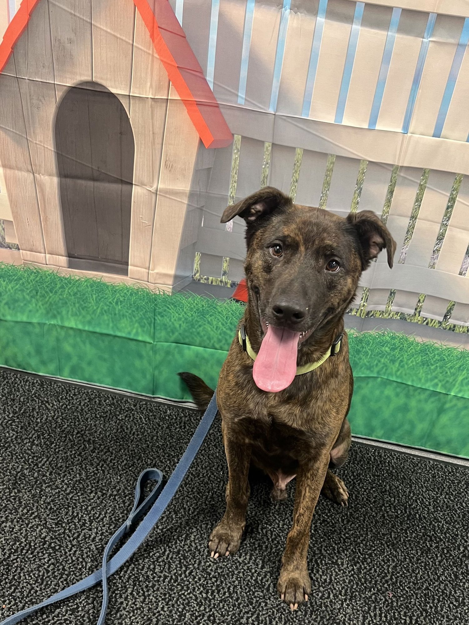 BOONE DOK - Dutch Shepherd / Black Mouth Cur available for adoption