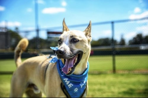 DASH - Husky / Shepherd available for adoption