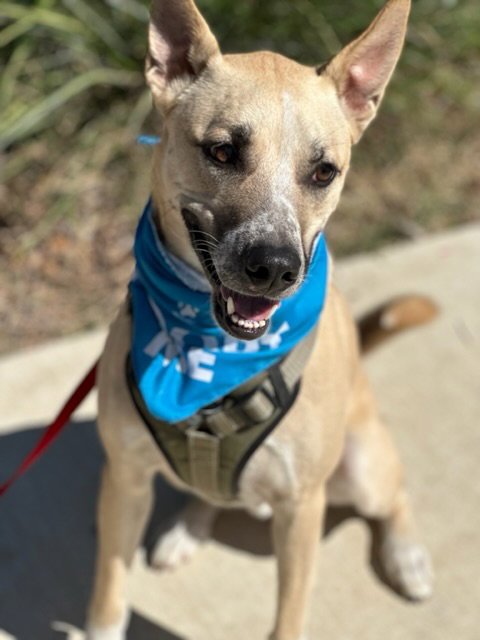 DASH - Husky / Shepherd available for adoption