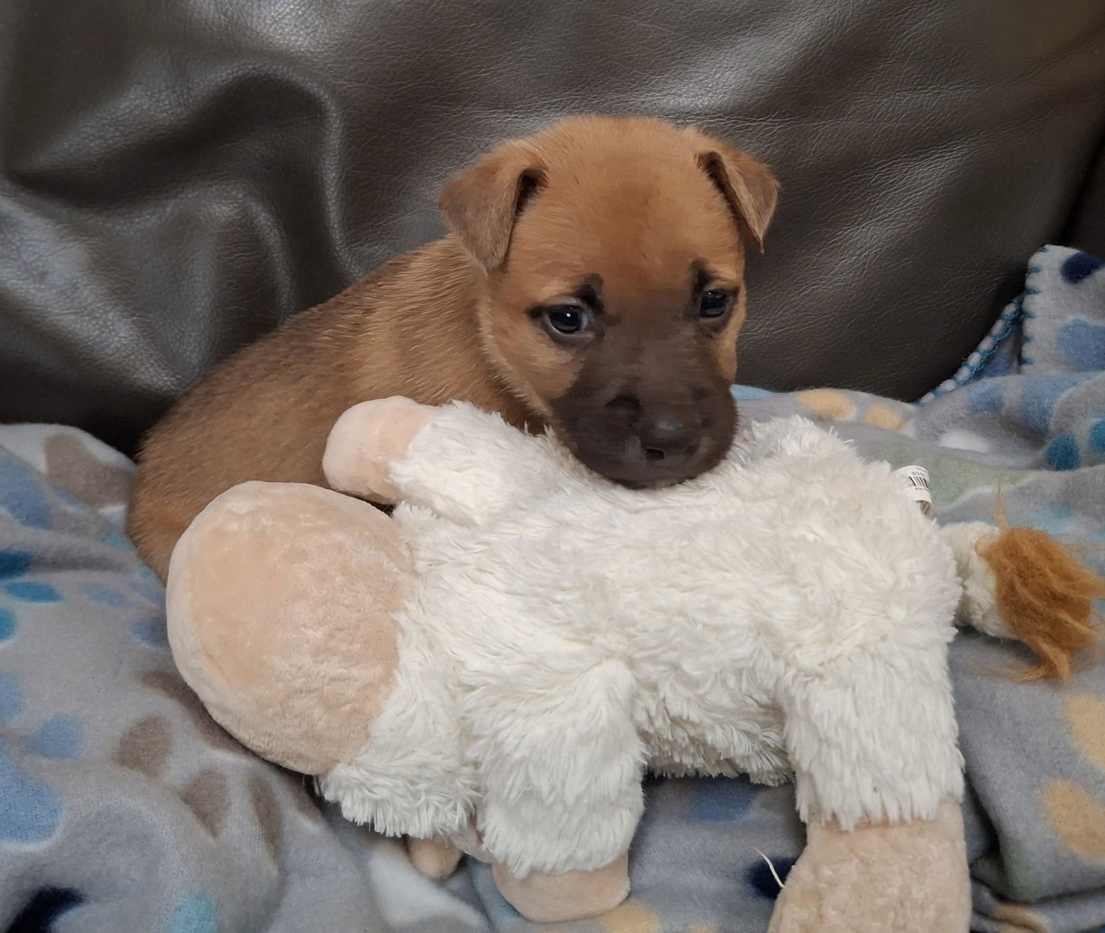 BISCUIT - Shepherd / Terrier available for adoption