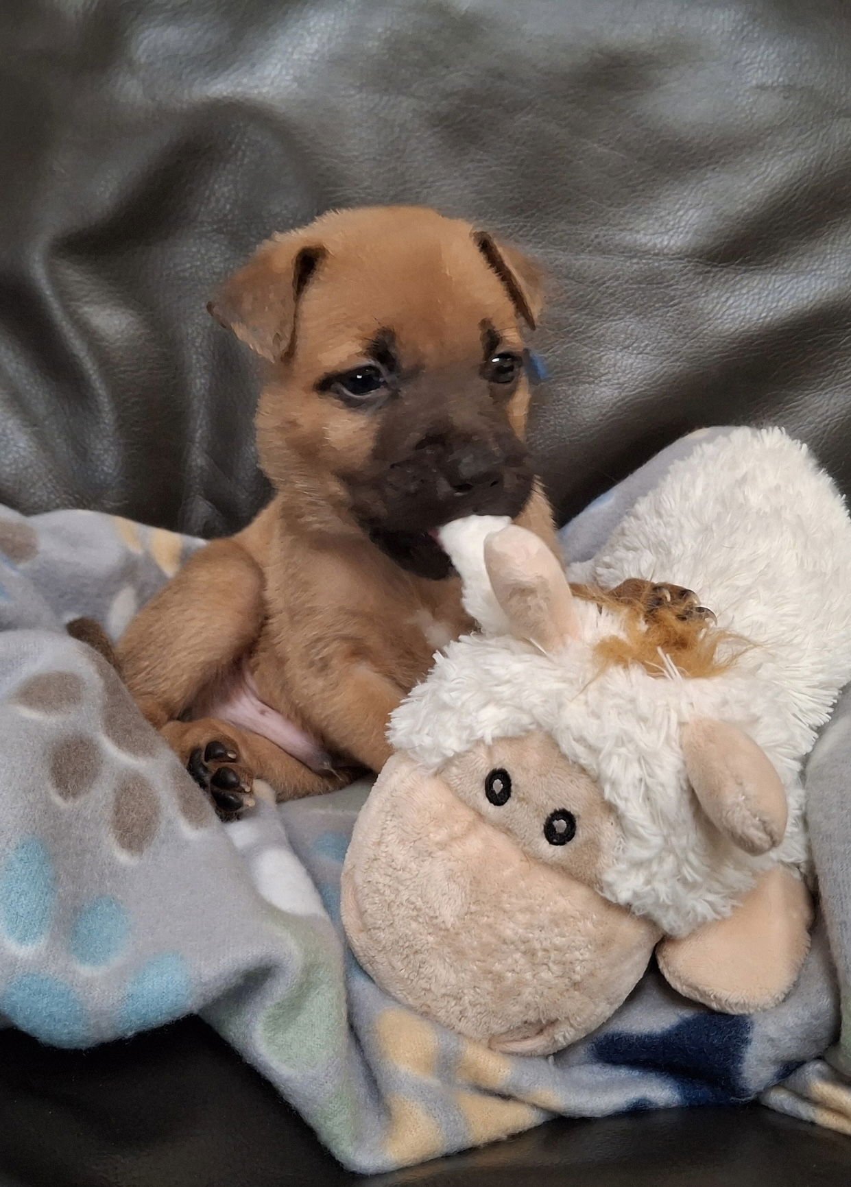 BISCUIT - Shepherd / Terrier available for adoption