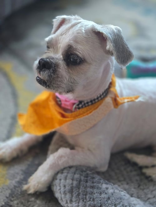 NOODLES - Shih Tzu available for adoption