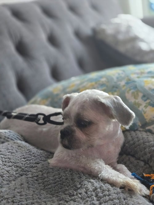 NOODLES - Shih Tzu available for adoption