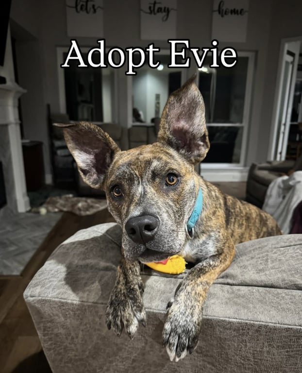 Evie Image