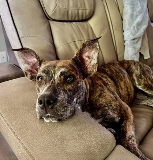 EVIE - Terrier available for adoption