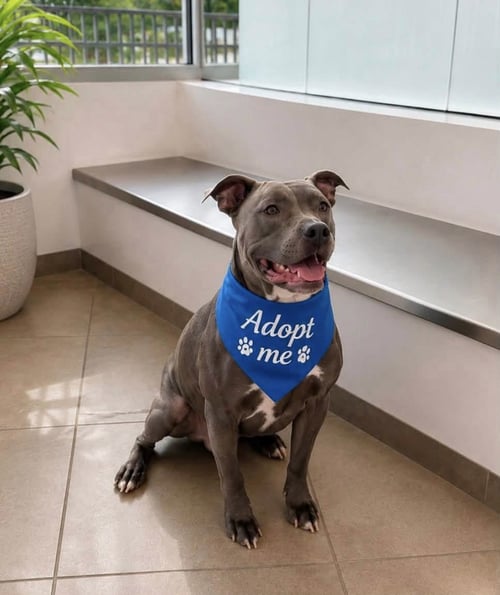 BLUE - American Staffordshire Terrier available for adoption