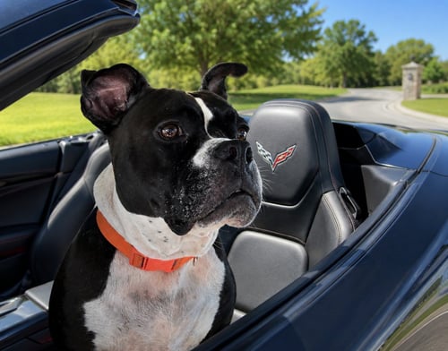 JUNEBUG - American Staffordshire Terrier / English Bulldog available for adoption