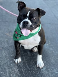 Junebug - Photo 3