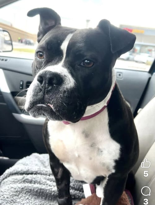 JUNEBUG - American Staffordshire Terrier / Bulldog available for adoption