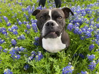 Junebug - Photo 2