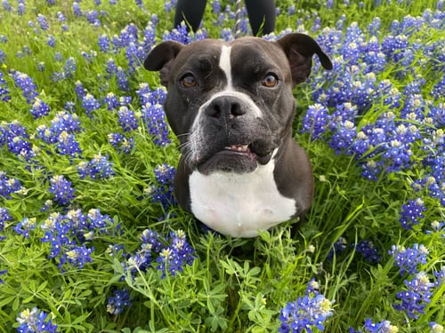 JUNEBUG - American Staffordshire Terrier / Bulldog available for adoption