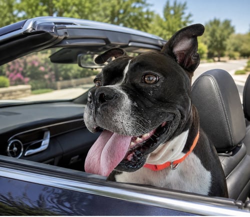 JUNEBUG - American Staffordshire Terrier / English Bulldog available for adoption