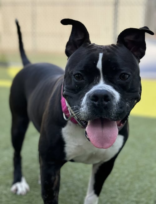 JUNEBUG - American Staffordshire Terrier / Bulldog available for adoption