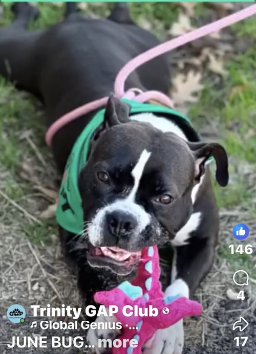JUNEBUG - American Staffordshire Terrier / Bulldog available for adoption