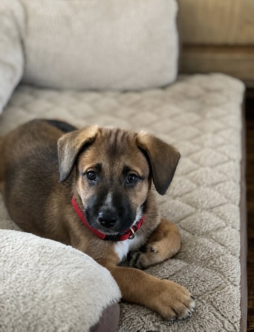 MOCHA - Shepherd / Cattle Dog available for adoption