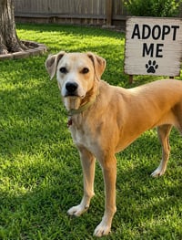 Dolly - Photo 1
