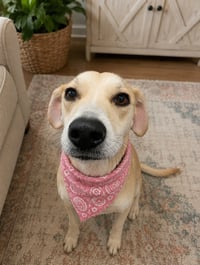 Dolly - Photo 3