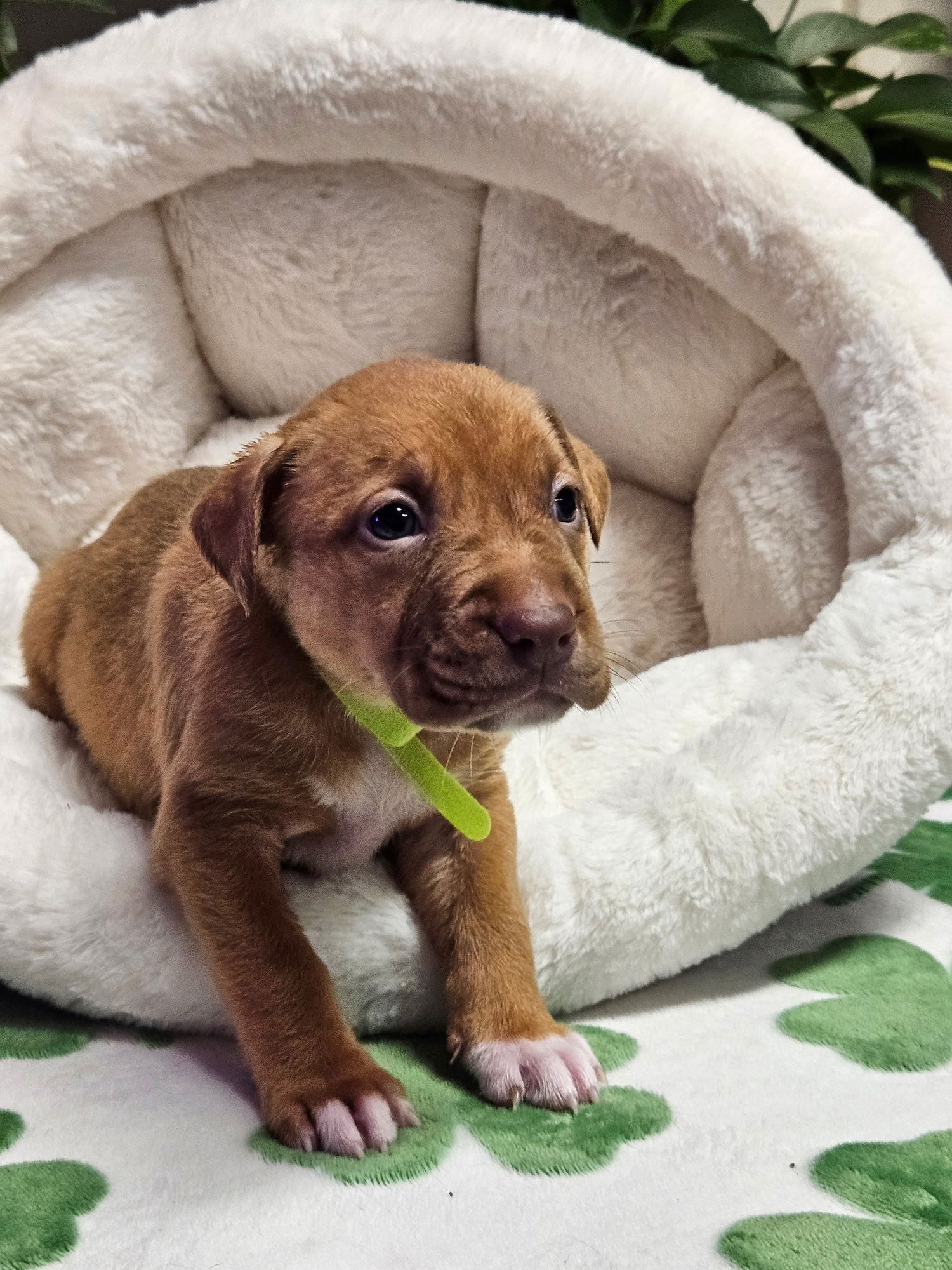 AMBER - Shepherd / Terrier available for adoption