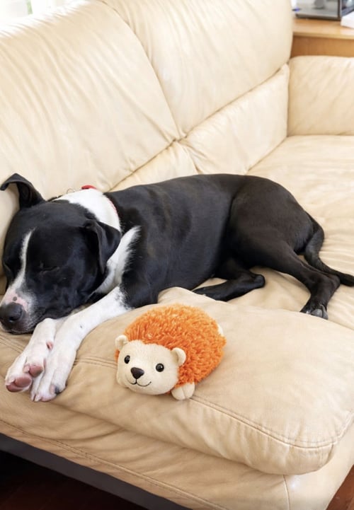 BUCKWHEAT - Terrier / Hound available for adoption