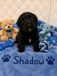 Shadow - Photo 1