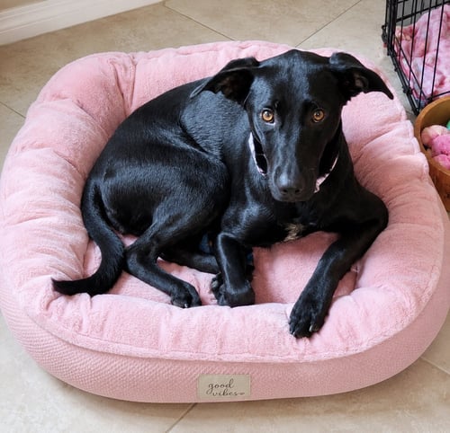 HARLEY - Whippet / Labrador Retriever available for adoption