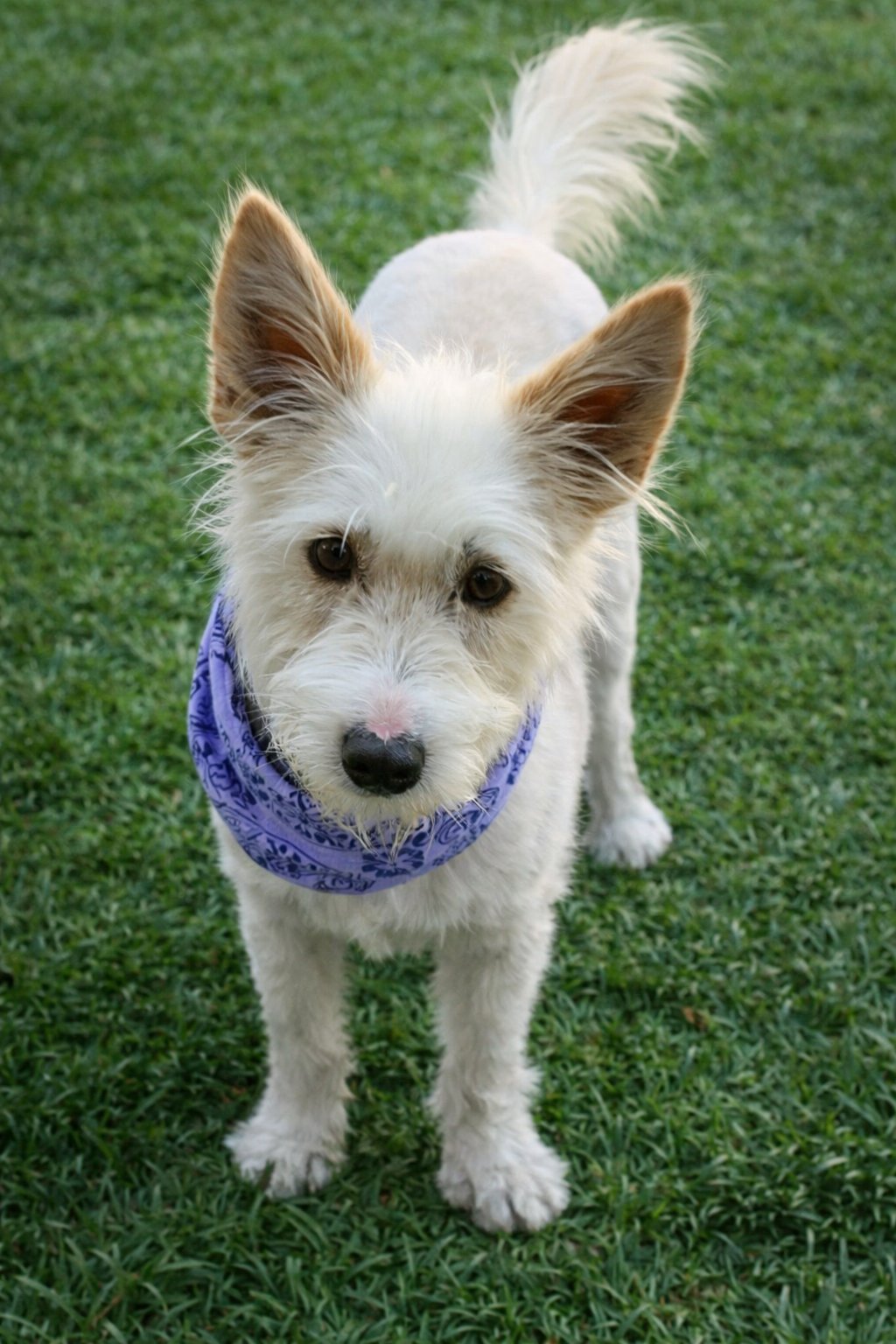 LUNA - West Highland White Terrier Westie / Terrier available for adoption