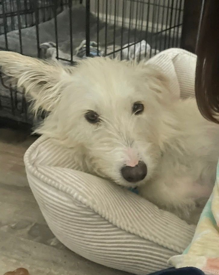 LUNA - West Highland White Terrier Westie / Terrier available for adoption