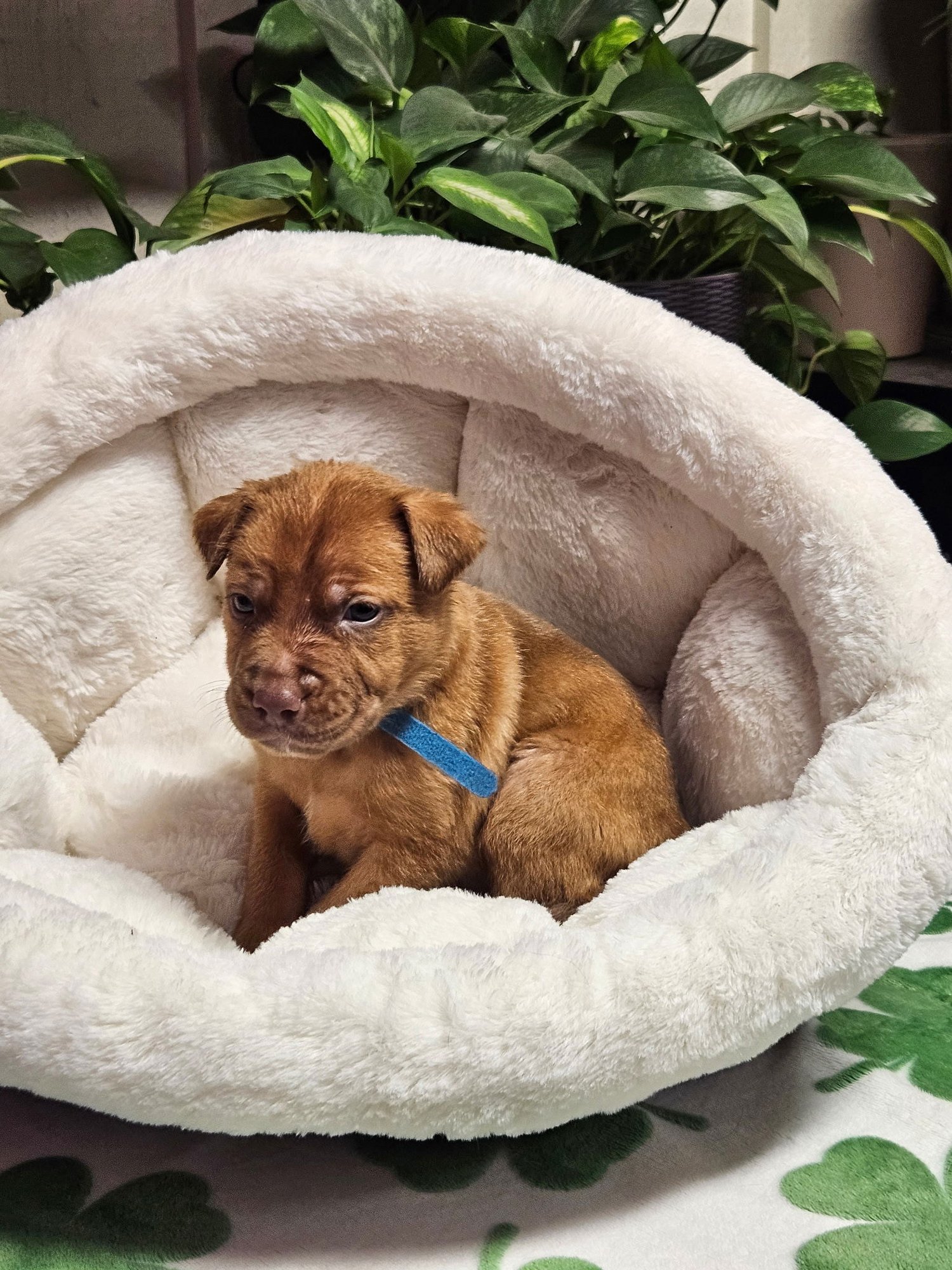 SCONE - Shepherd / Terrier available for adoption