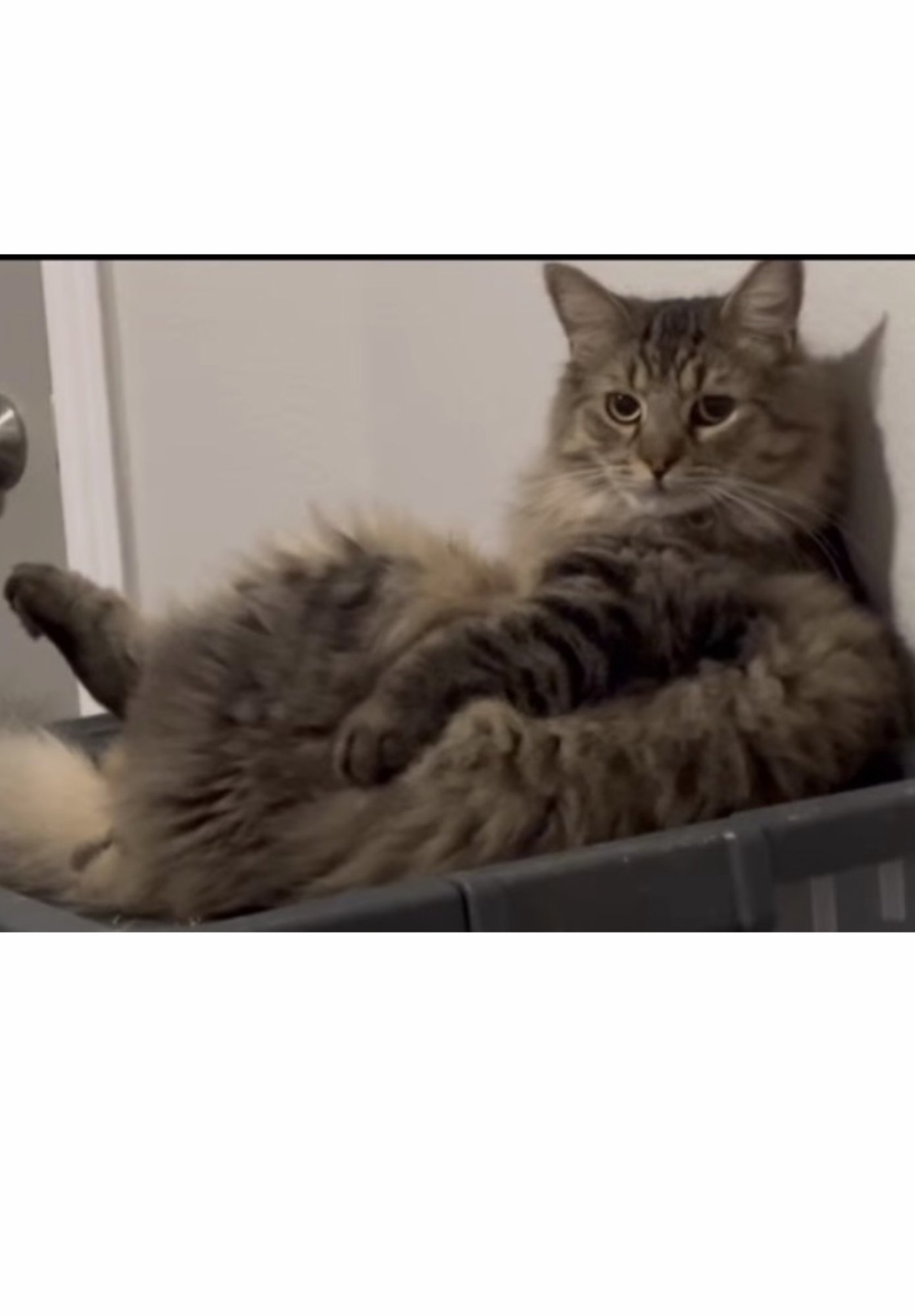 HACHI - COURTESY POST - Tabby / Domestic Long Hair available for adoption