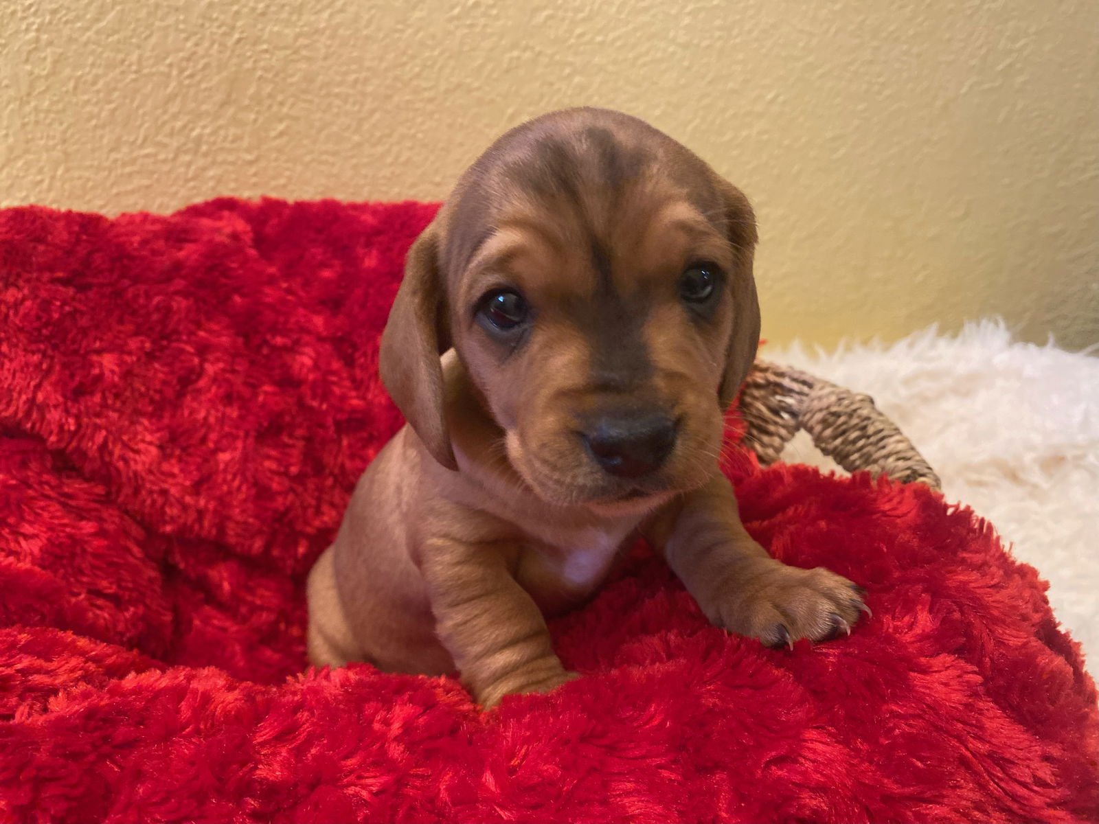 FRIDAY (BOY) - Beagle available for adoption