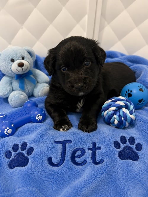 JET - Australian Shepherd / Shepherd available for adoption