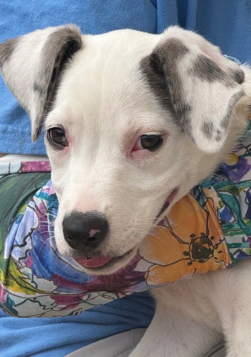 FRESCA - Terrier available for adoption