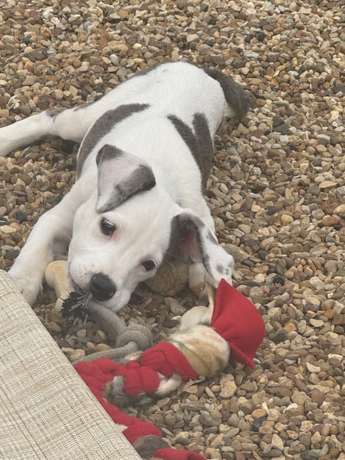 FRESCA - Terrier available for adoption