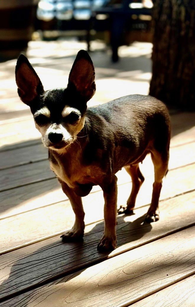 SALSA - Chihuahua available for adoption