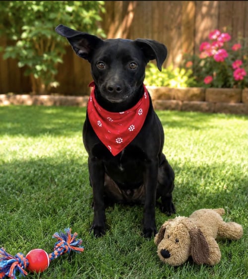 COOPER - Chihuahua available for adoption