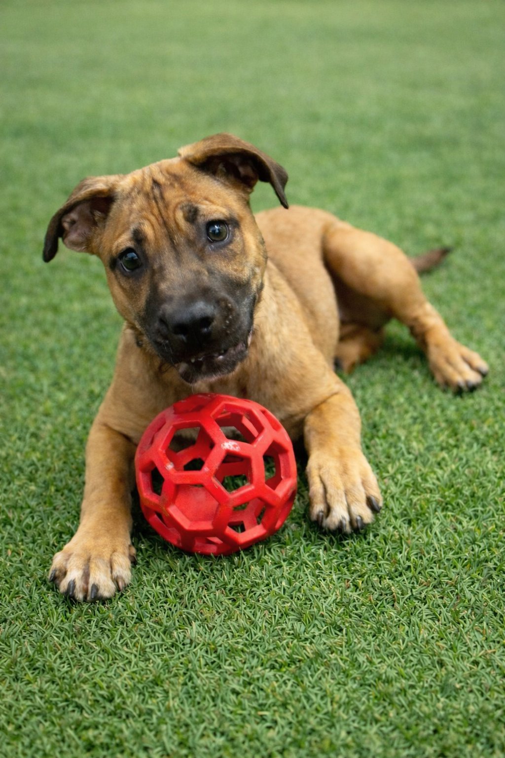 HAYDEN - Black Mouth Cur / Boxer available for adoption