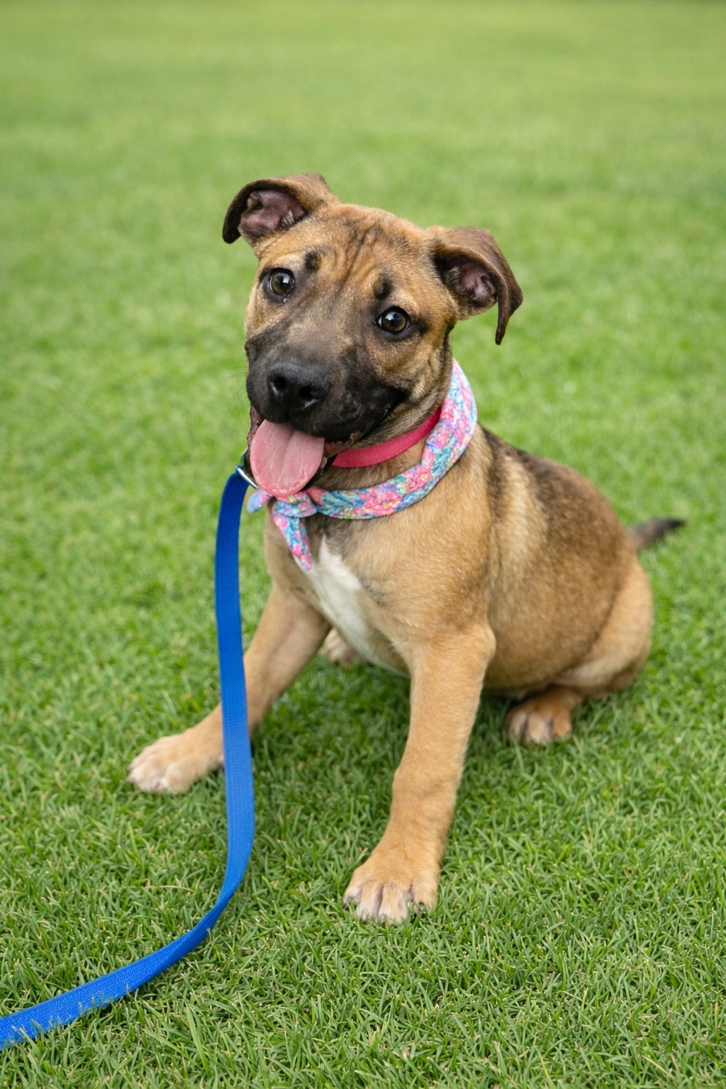 HAYDEN - Black Mouth Cur / Boxer available for adoption