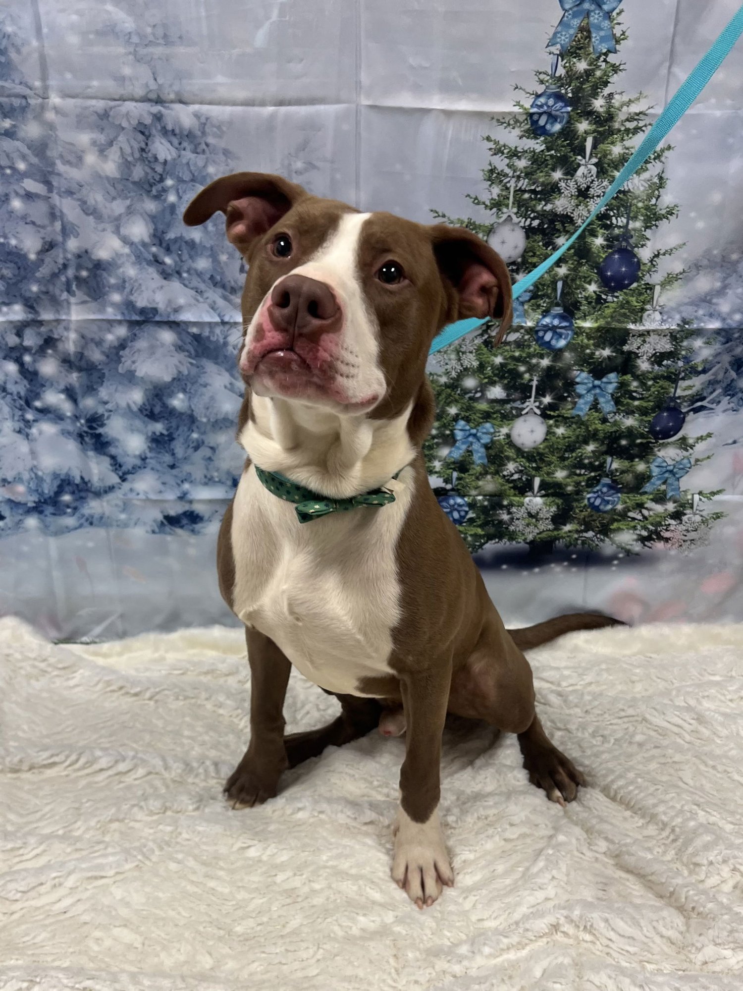 CHARLIE BROWN - Terrier available for adoption